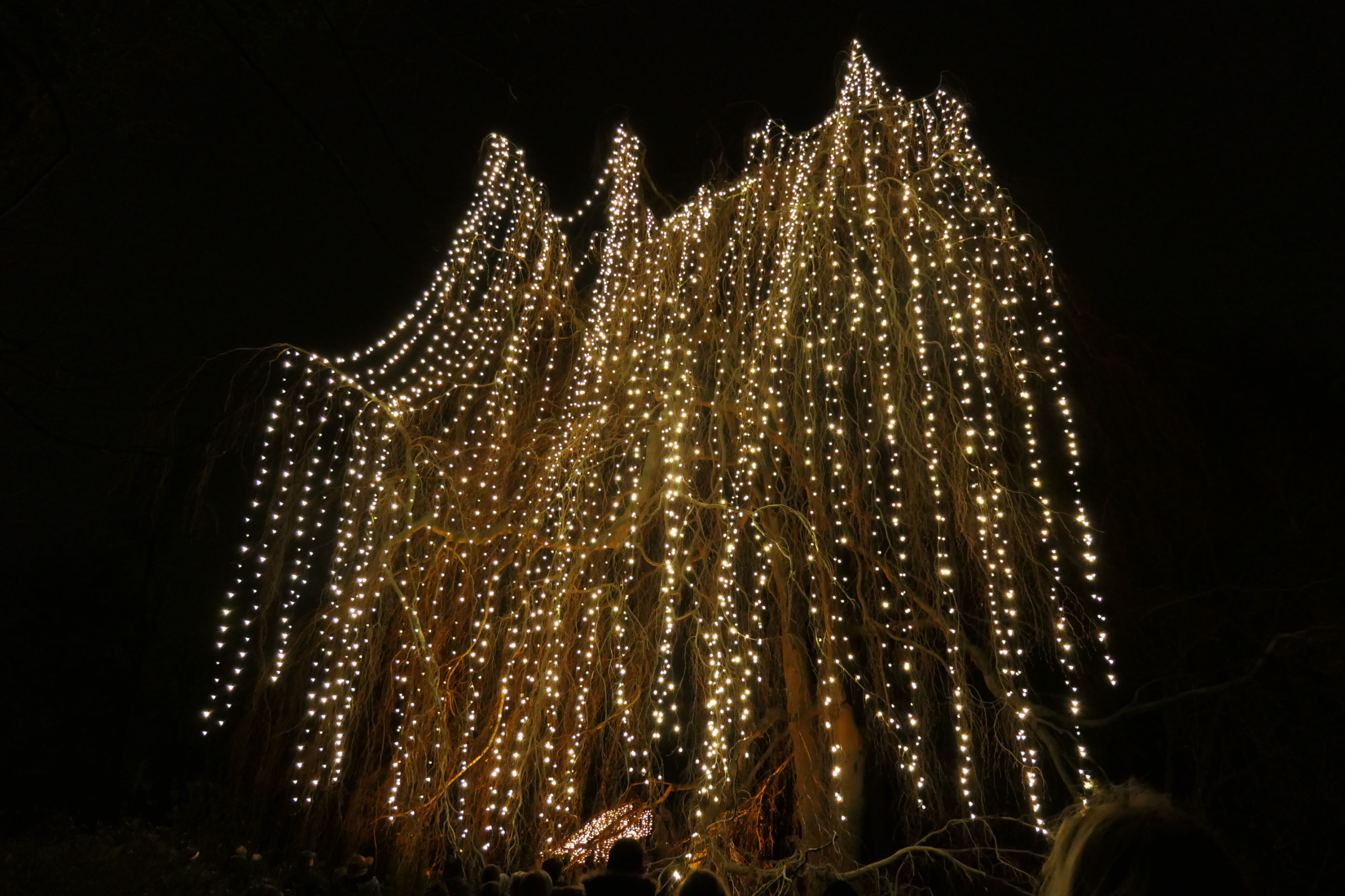 Christmas Garden 05