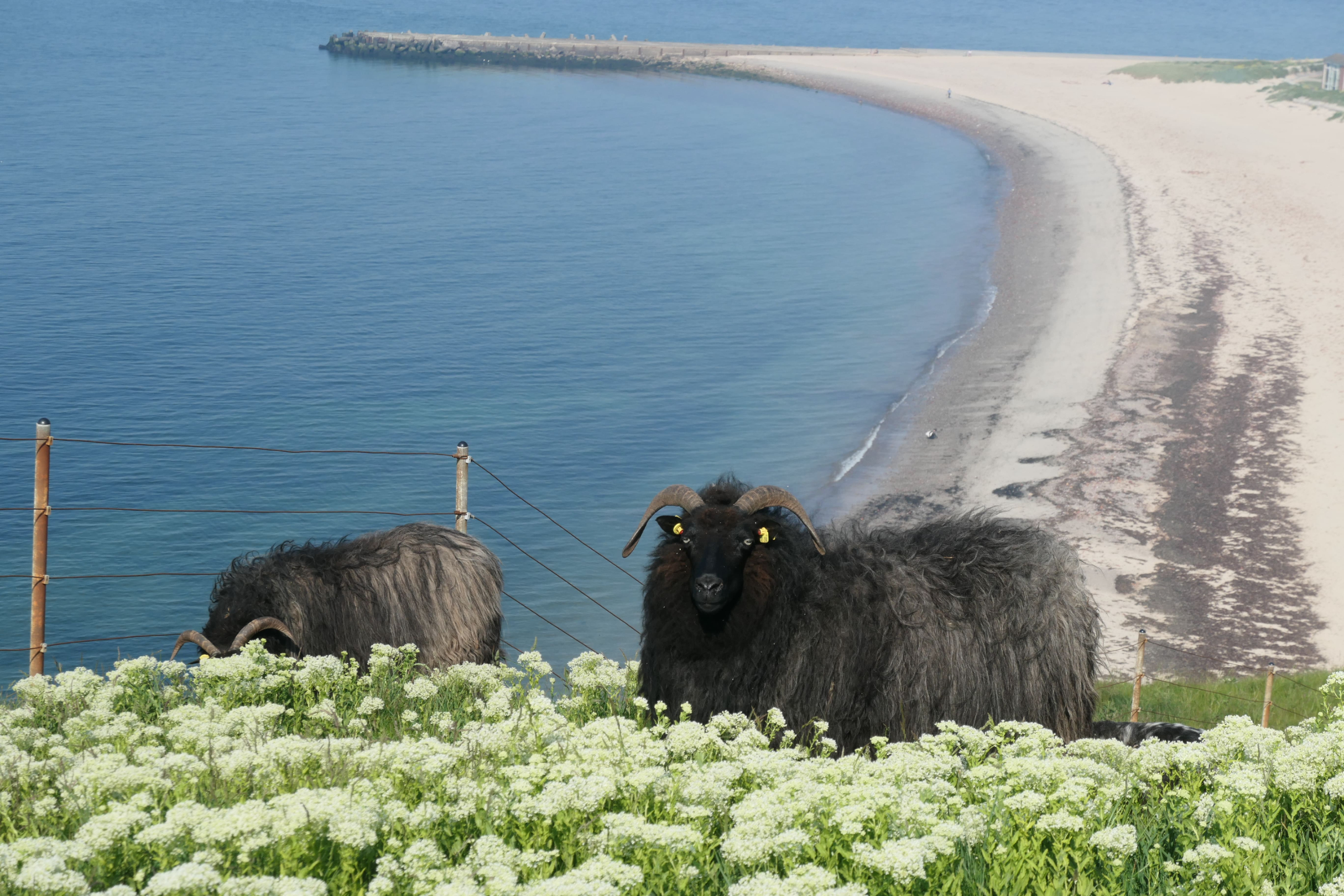 Helgoland 12