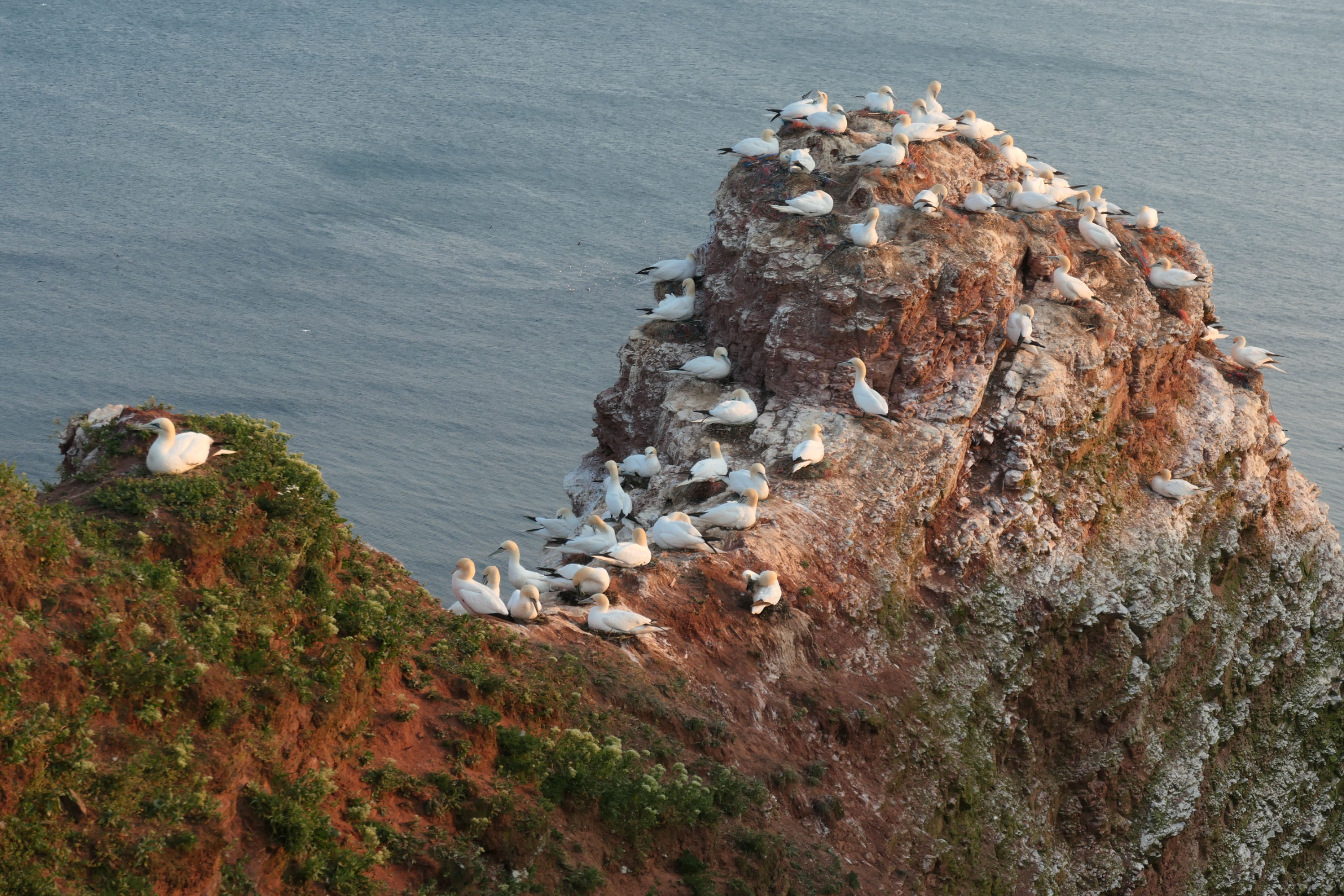 Helgoland 15