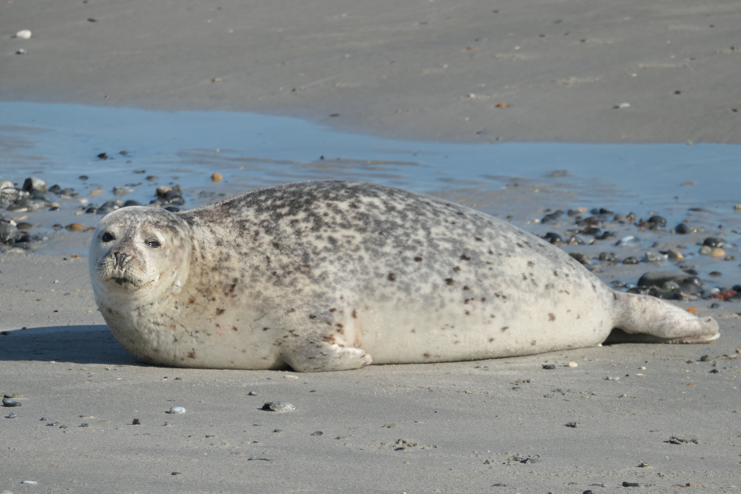Helgoland 19