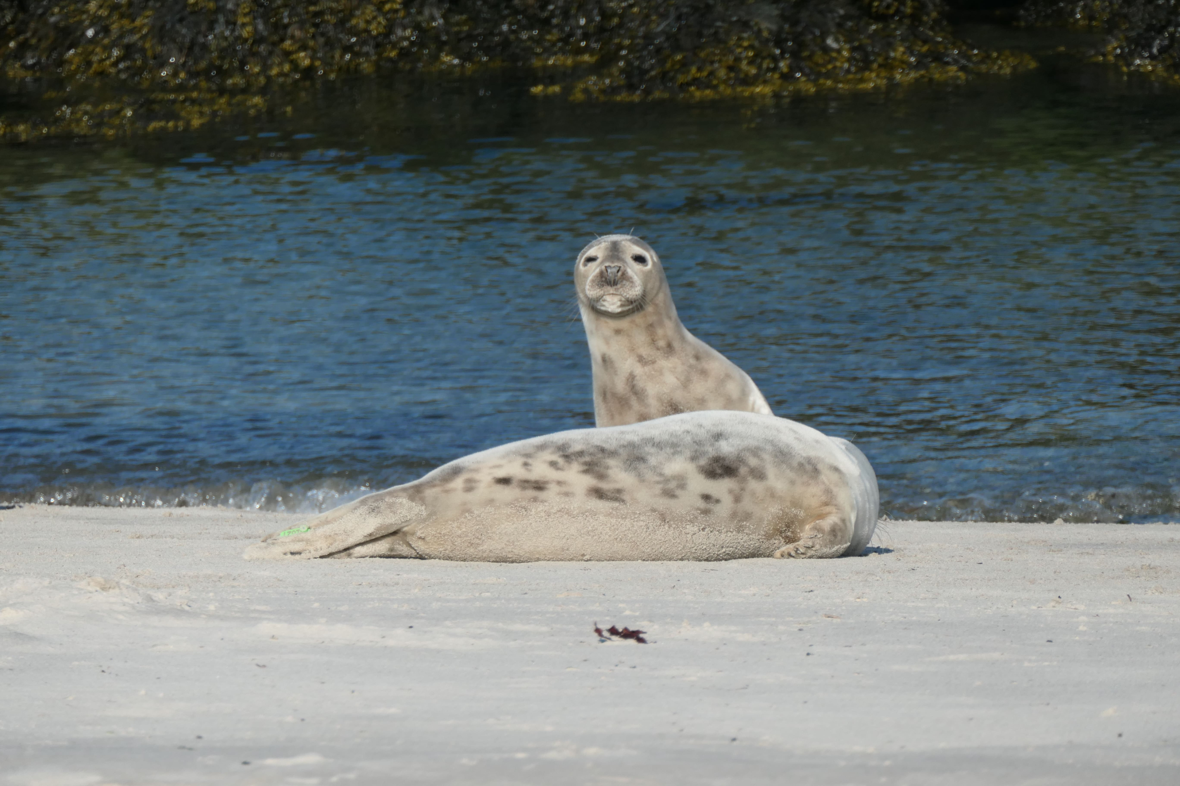 Helgoland 21