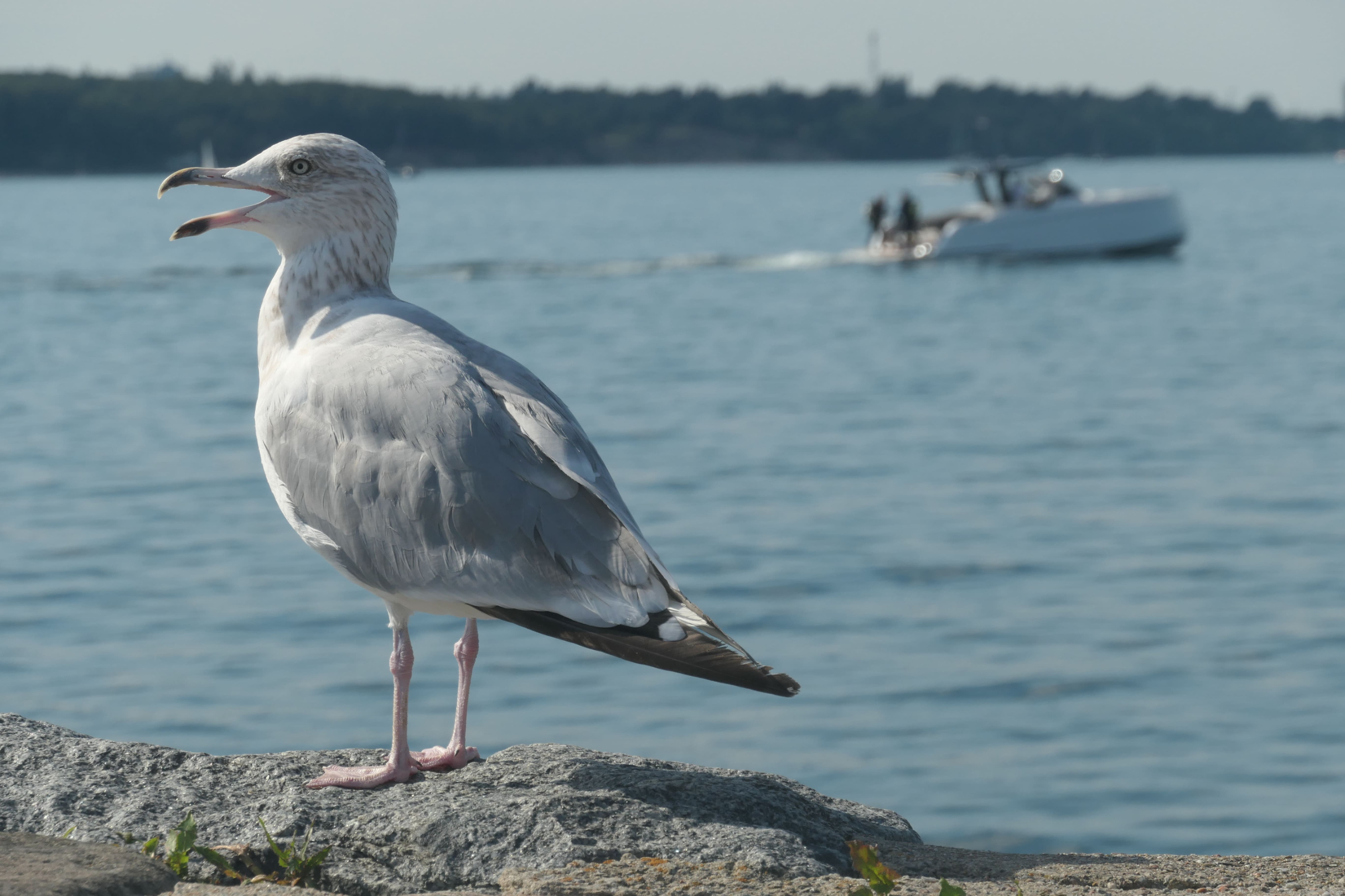 Kieler Förder 18