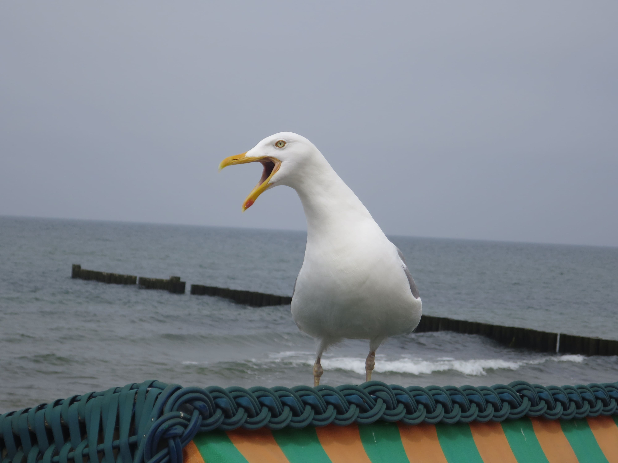 Rostock 08