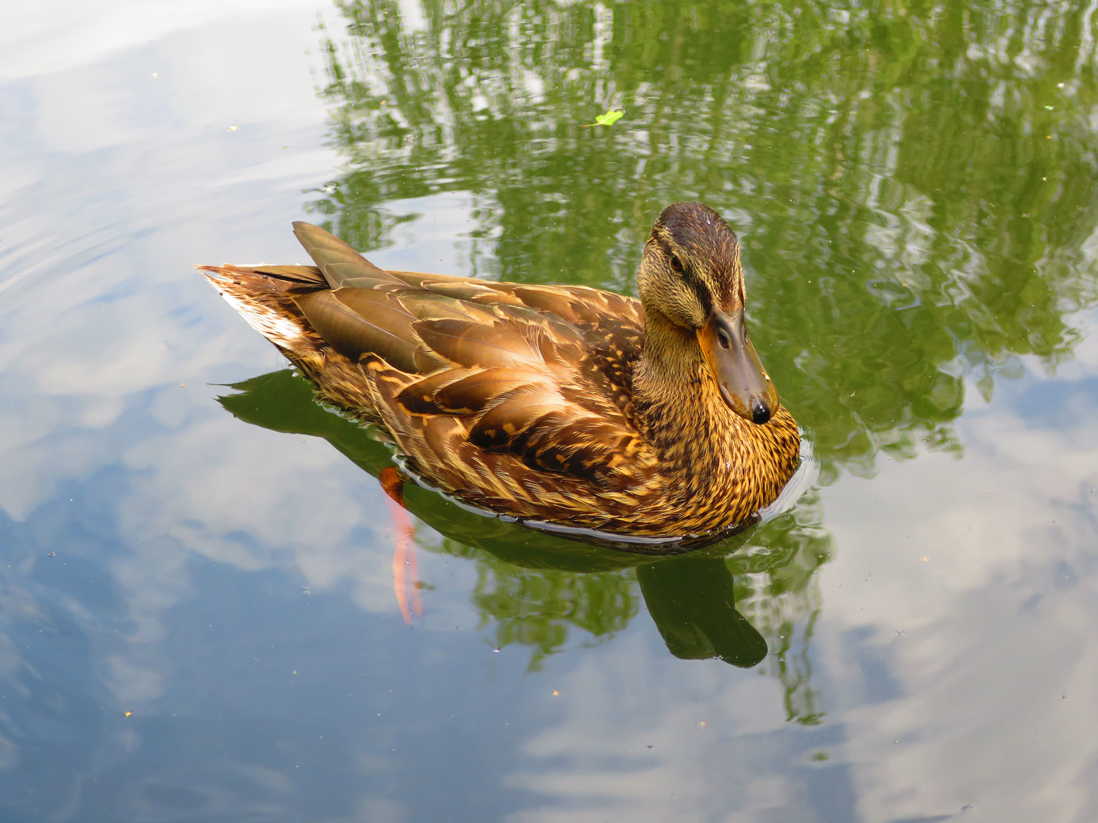 Spreewald 07