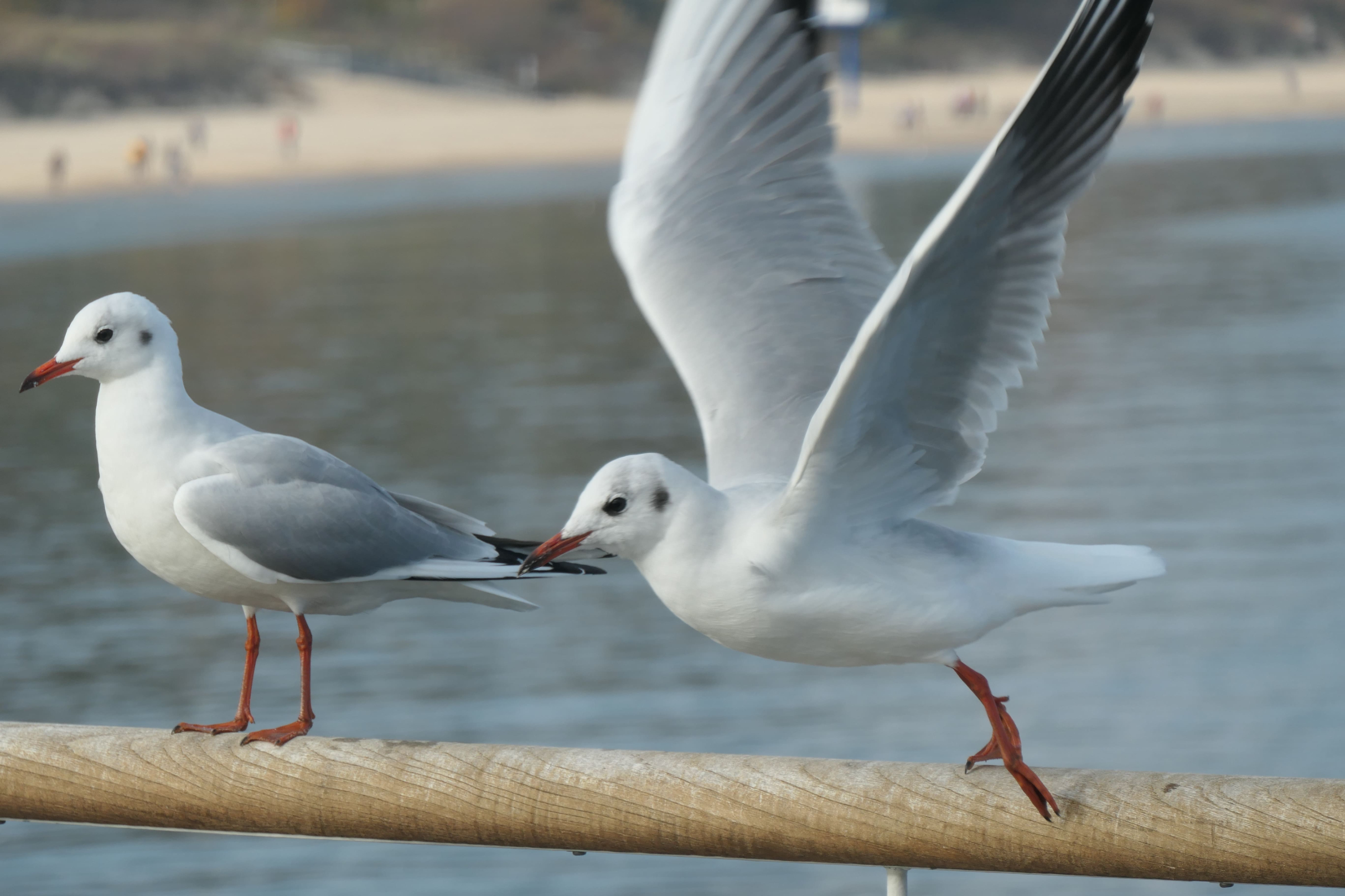 Usedom 24