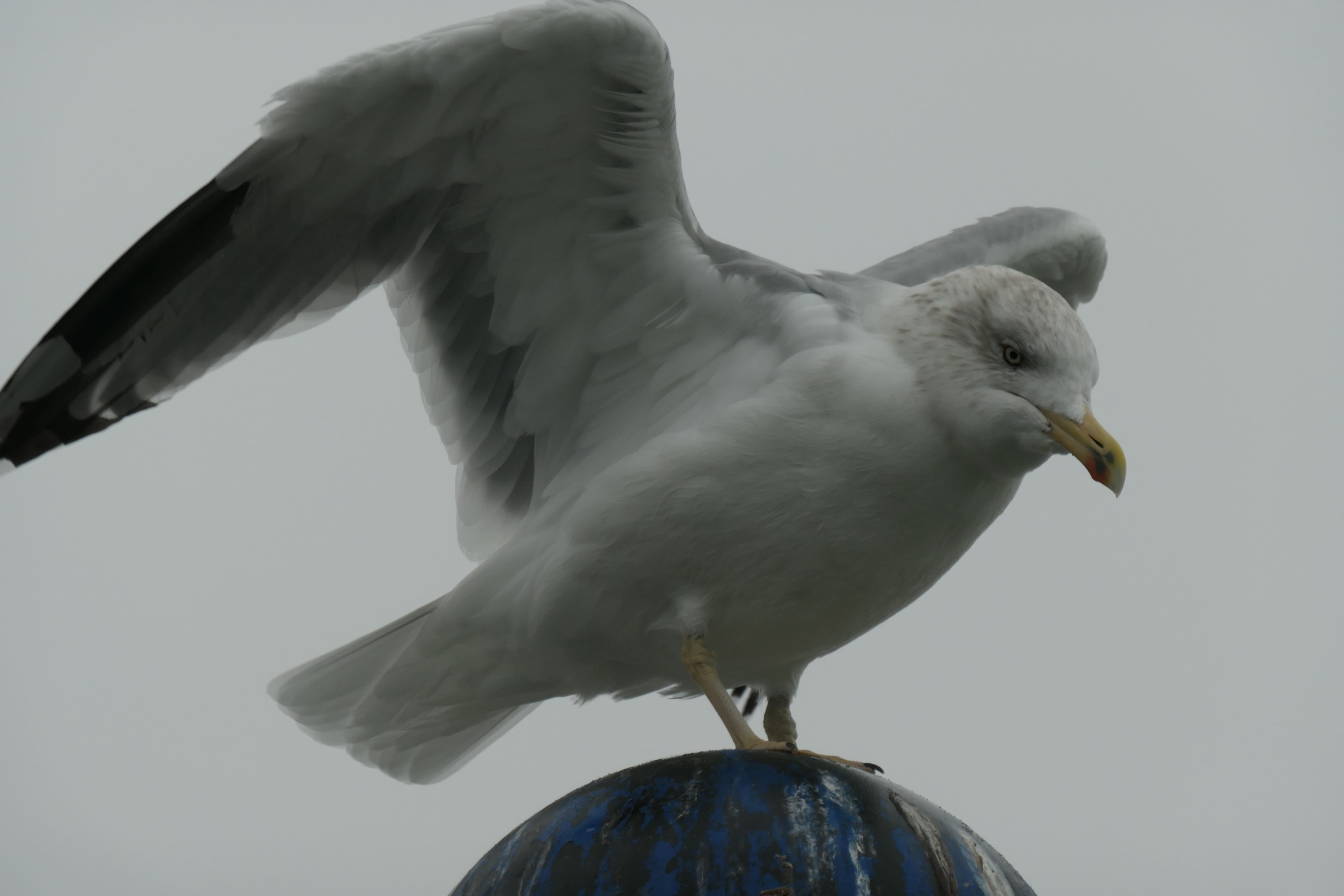 Zingst 32